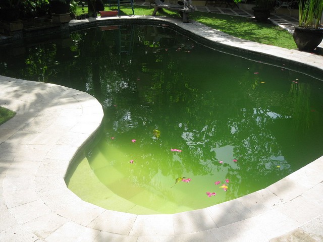 Зеленеет вода в бассейне, причины, как бороться